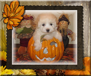 Coton de Tulear Pumpkin Puppy